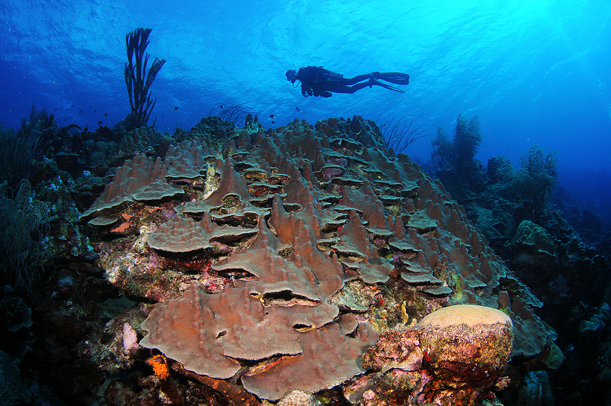 Highly complex reef at Bonaire